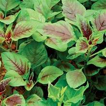 FEUILLE D'AMARANTE BIOLOGIQUE CONGELÉE PRODUIT NATUREL PUR PUR À BASE DE VÉGÉTALE FEUILLE VÉGÉTALE IMMUNITAIRE BOOSTANT - Product Image 4