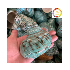 เปลือกเทอร์โบสีเขียวธรรมชาติระดับพรีเมียมจากเวียดนามสำหรับใส่แจกันในตู้ปลาและของตกแต่งชายฝั่งทำด้วยมือ - Product Image 4