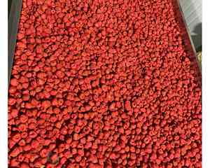 Fraises lyophilisées du Vietnam pour les entreprises mondiales de snack disponibles en vrac Fraises lyophilisées par 99GD - Product Image 2