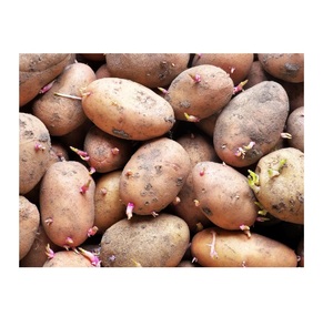 มันฝรั่งสดออร์แกนิกสำหรับ100% - Product Image 5