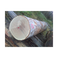 Fournisseur direct de bois de chêne de qualité supérieure en gros, bois de mangue, bois de chauffage de qualité A, origine Brésil, prix compétitif