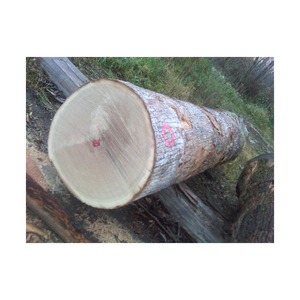 Proveedor directo de troncos de madera de roble al por mayor, mangroove, leña de madera dura para Energía, troncos redondos de madera de roble a precio competitivo - Product Image 6