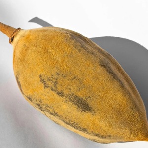 Fruta de Baobab de Calidad de Exportación, Superalimento Natural, Ingrediente Premium para la Industria de Bebidas, Productos para la Salud y Comercio Global - Product Image 6