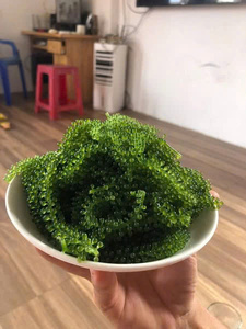 ผู้จัดจำหน่ายสาหร่ายทะเลแห้งเกรดส่งออก Caulerpa Lentillifera บรรจุภัณฑ์แบบจำนวนมาก - Product Image 6