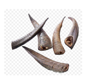 Corne de chèvre naturelle authentique de qualité supérieure 3 pièces faites à la main en gros et polies Corne de chèvre Shofar - Product Image 3