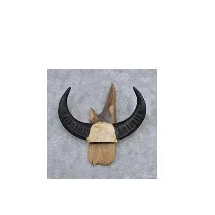 Latest buffalo pair horn wood wall hanging stand antique buffalo pair horn cheap price with best quality