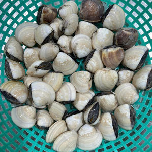 Mejor Precio, Origen Vietnam, Almejas Enteras Congeladas IQF Envasadas al Vacío, Cocidas, 24 Meses de Vida Útil, Suministro a Granel, Exportación al por Mayor - Product Image 1