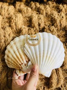 Mezcla de Conchas Marinas Costeras para Decoración Elegante de Fiestas en la Playa y Adorno para el Hogar con Temática Oceánica - Product Image 2