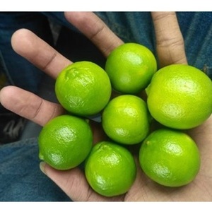 Limones Verdes Frescos Disponibles - Product Image 3