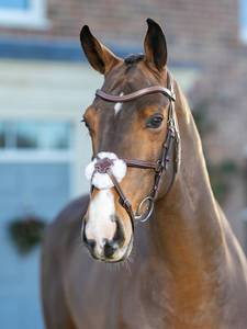 FREEFORM ANATOMIC Acolchado Show WORKER HUNTER Hunt FLAT 4cm CUT-AWAY Brida Cuero genuino Caballo de moda Brida Caballo - Product Image 3