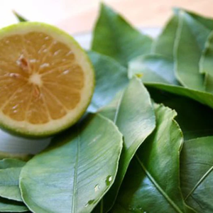 Hojas de Limón Kaffir Congeladas IQF, Suministro al por Mayor para Compradores Globales - Product Image 1