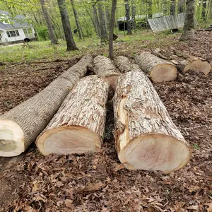 Tronchi di frassino di betulla e quercia di pino/legname e tronchi di legno di eucalipto/legno grezzo