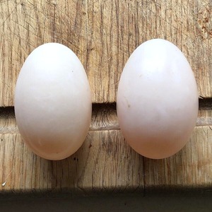 Pedido a granel de huevos de mesa listos para enviar huevos de mesa embalados en bandejas resistentes para una máxima seguridad durante el transporte - Product Image 1