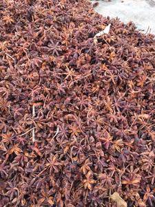 La mejor opción Anís estrellado de Vietnam Calidad superior Buen precio Entrega lista El cultivo más nuevo Hierba única seca y especias WS + 84359166896 - Product Image 4