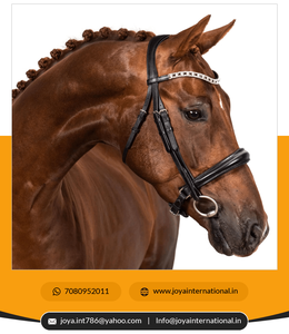 Bandas de color negro y transparente para mujer, bandas de color negro y transparente, proveedor y distribuidor de la India - Product Image 5