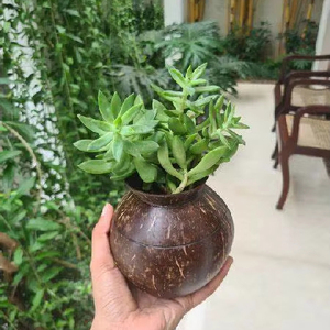 Maceta de cáscara de coco ecológica hecha a mano, suministro de jardín sostenible natural de Vietnam hecho de fibra de coco - Product Image 1