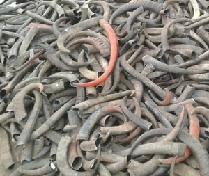 หัวเขาควายหัววัว/หางควายทำจากธรรมชาติ - Product Image 5