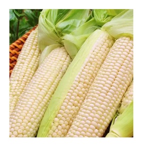 เมล็ดข้าวโพดสีขาวและสีเหลืองสดใหม่สำหรับขาย จำหน่ายส่งจำนวนมาก พร้อมจัดส่งออกนอกประเทศทั่วโลก - Product Image 6