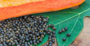 Semillas de papaya secas de alta calidad a buenos precios, venta al por mayor de proveedor de Vietnam - Product Image 4