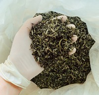 Shan Snow Tea 100% Origine Naturelle Goût Pur Haute Montagne Sans OGM Haute Qualité (Whatsapp 84-975 499 129)