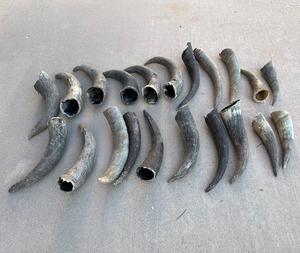 Vente en gros de cornes de vache brutes personnalisées à marque privée, sac de 25 kg, 25 tonnes, 15 jours, cornes de buffle brutes jaunes - Product Image 5