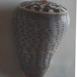 Conus Glaucus SEASHELL JEWELRY Conidae Conus Shell pulido con motivo negro/oscuro tamaño 4-6cm - Product Image 2