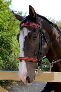 Brida Equipride Acolchada y Cómoda con Diamantes, Tamaño Completo, Color Naranja, Brida para Caballo de Cuero Genuino de Alta Calidad - Product Image 2