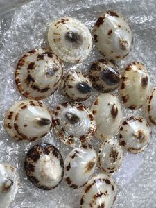 เปลือกหอยที่สวยงามอย่างเวียดนามงานฝีมือตกแต่งจากธรรมชาติเปลือกหอยที่สวยงามเหมาะสำหรับการทำเครื่องประดับและผู้ซื้อทั่วโลก - Product Image 3