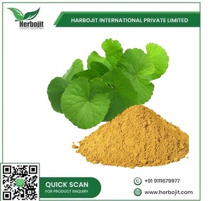 Extrait de plantes Brahmi Tonique cérébral puissant pour la clarté mentale et la réduction de l'anxiété pour l'approvisionnement mondial de l'Inde - Product Image 6
