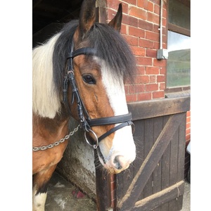 บังเหียนหนังม้าเรืองแสงได้อย่างอิสระใช้ในการขับม้าทำจากหนังที่มีสิทธิบัตรทนทาน - Product Image 3