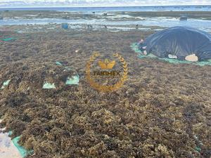 Wholesale Dried Sargassum Seaweed Sargassum Seaweed Premium Sargassum Seaweed For Export In Bulk - Product Image 3