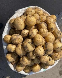 มันฝรั่งสดสำหรับขาย/มันฝรั่งไอริชสดเพื่อการส่งออกจากสหราชอาณาจักร - Product Image 6