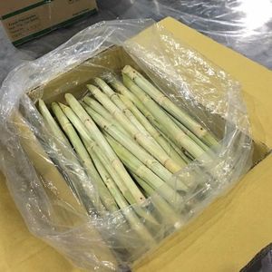 CANNE À SUCRE CONGELÉE PREMIUM/NON-GMO/PRÊT À MÂCHER/ORIGINE DU VIETNAM - Product Image 6