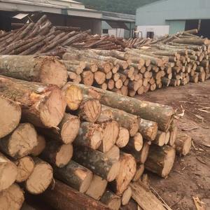 Eucalyptus Wood <b>Log</b> and Timber All Size <b>Cheap</b> Price High Quality Custom Size - Product Image 1