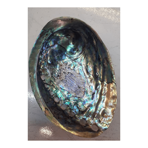 Coquille d'ormeau en grande quantité pour une décoration intérieure unique du Vietnam pour l'exportation - Product Image 6