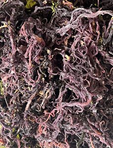 100% <b>Natural</b> Quality Purple Seaweed Jamaican Purple <b>Sea</b> <b>Moss</b> Seamoss Eucheuma Cottonii Seaweed From the East <b>Sea</b> of Vietnam - Product Image 5