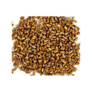 Semillas de Cassia Tora frescas de grado superior de la mejor calidad, extracto de hierbas cultivadas silvestres, embalaje de tambor, suministro directo a granel de la India - Product Image 1
