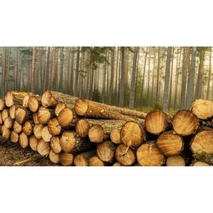 Bois de charpente haute résistance séché au four pour poutres, treillis et projets de charpente - Product Image 1