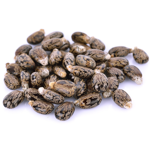 Haricots de ricin secs bruts biologiques de haute qualité pour usage alimentaire Offre Spéciale produits agricoles en vrac prix de gros fournisseur direct - Product Image 3