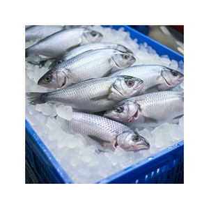 Suministro a granel de atún congelado Premium al por mayor precio asequible pescado fresco - Product Image 4