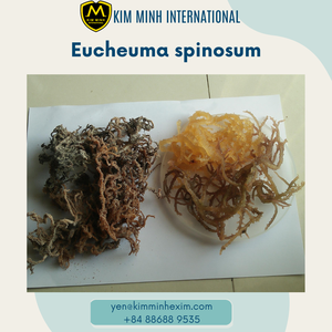 ALGA EUCHEUMA SPINOSUM SECADA DE ALTA CALIDAD PARA EXPORTACIÓN DESDE VIETNAM AL MEJOR PRECIO - Product Image 4