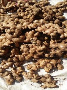 Gingembre frais - Product Image 1