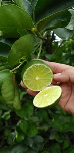 LIME FRAIS SANS GRAINES-La meilleure option pour une exportation standard de haute qualité et au meilleur prix - Product Image 4