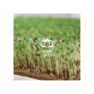 Bande de fibre de coco Grow Sprout Plantation Eco Natural Soft Tie Organic Wrap Green Garden Seed Earth Strong Friendly Plant - Product Image 1