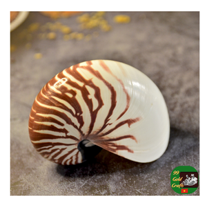 Spécimen de coquille de Nautilus chambré, tranches de coupe polies coquillages de coquille de Nautilus de style fossile pour objets de collection, bijoux - Product Image 3