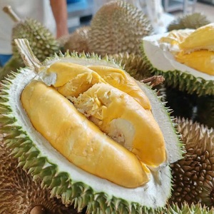 Fruta de Durián Congelada Premium de Vietnam, Sabor Dulce, Conservada en Agua, Congelación IQF en Bolsa al Vacío - Product Image 1