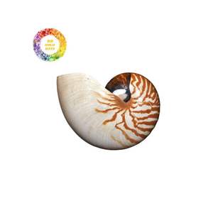 Conchas Nautilus Premium para la fabricación de joyas: artesanías naturales de alta calidad y arte de decoración único de 99 Gold Data Vietnam - Product Image 2