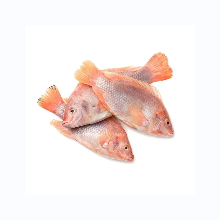 Di alta qualità comprare pesce Tilapia fresco congelato in vendita filetto di tilapia congelato produttore di alta qualità comprare pesce Tilapia fresco congelato