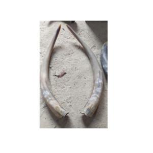 โบราณควายคู่ฮอร์นขายดีที่สุดคู่ฮอร์นสำหรับขนาดที่กำหนดเองบัฟฟาโลตกแต่งฮอร์นด้วยขัด - Product Image 5