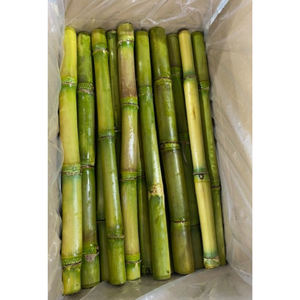 Venta al por mayor de varitas de caña de azúcar congeladas de Vietnam, naturalmente dulces y perfectas para hacer jugos y bebidas saludables - Product Image 5